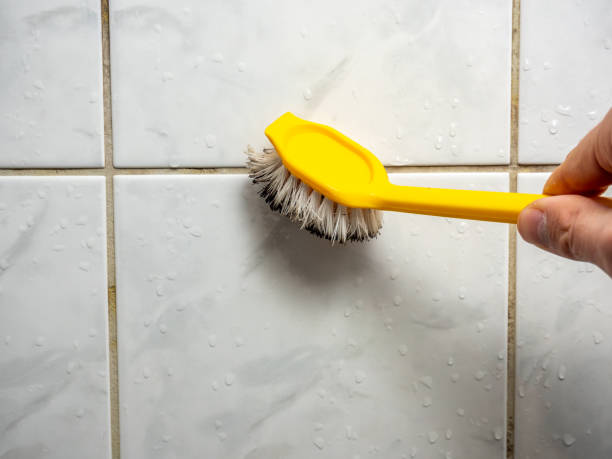 Best White Mold Remediation in Plainfield, NJ