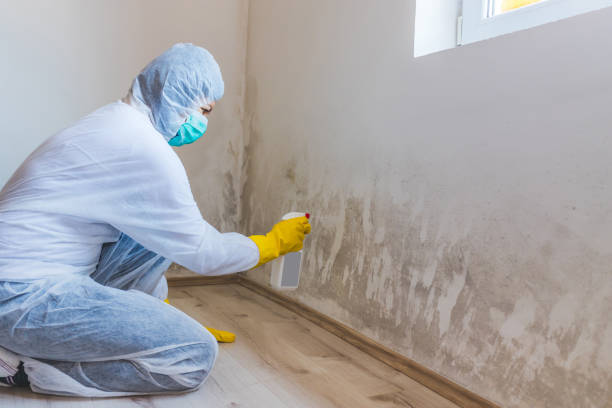 Professional Mold Remediation in Plainfield, NJ