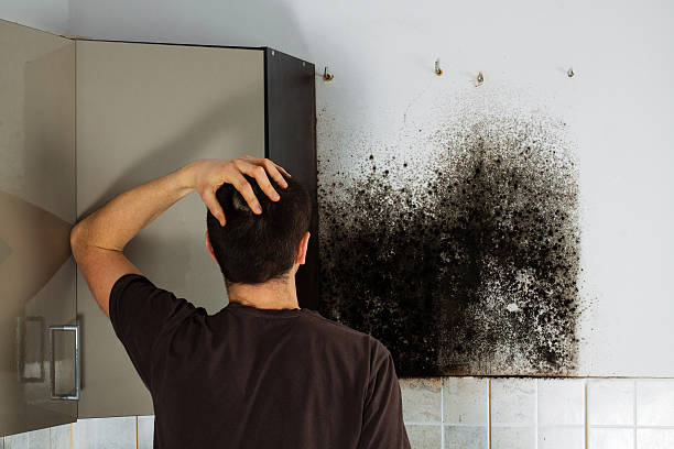 Best Residential Mold Remediation in Plainfield, NJ