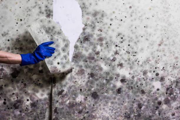 Best Residential Mold Remediation in Plainfield, NJ