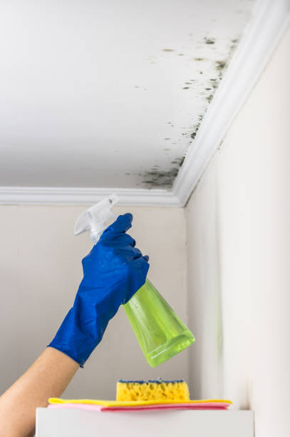 Best Insurance-Related Mold Remediation in Plainfield, NJ