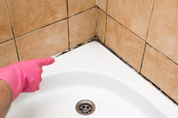 Best Industrial Mold Remediation in Plainfield, NJ