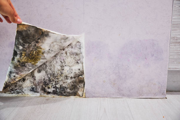Best Attic Mold Remediation in Plainfield, NJ